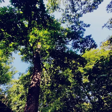 Met Sauna In De Bossen Hastiere
